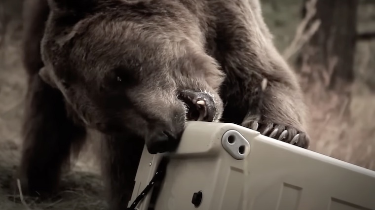 yeti coolers are certified bear proof